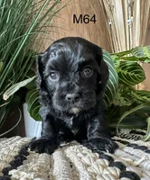 Pepper, a female Cavapoo for sale in West Point, IA – Photo 9 of 10