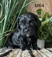 Pepper, a female Cavapoo for sale in West Point, IA – Photo 4 of 10