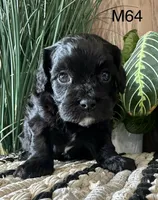 Pepper, a female Cavapoo for sale in West Point, IA – Photo 6 of 10