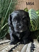 Pepper, a female Cavapoo for sale in West Point, IA – Photo 8 of 10