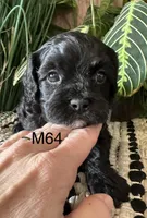 Pepper, a female Cavapoo for sale in West Point, IA – Photo 2 of 10