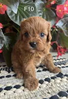 Penny, a female Cavapoo for sale in West Point, IA – 5 of 10