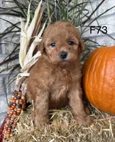 Sophie, a female Poodle - Miniature  for sale in West Point, IA – 5 of 10