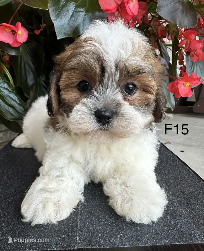Nina – Maltipoo puppy for sale in West Point, IA
