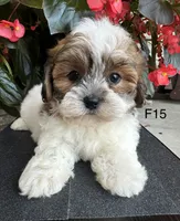 Nina, a female Maltipoo for sale in West Point, IA – 1 of 10