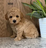 Brick , a male Maltipoo for sale in West Point, IA – 5 of 10