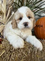 Toby, a male Cockapoo for sale in West Point, IA – 2 of 10