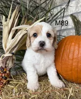 Hunter, a male Cockapoo for sale in West Point, IA – 6 of 10