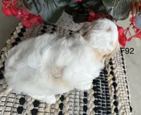 Bailey , a female Cavachon for sale in West Point, IA – 4 of 9