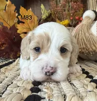 Kayce, a male Cockapoo for sale in West Point, IA – 4 of 8