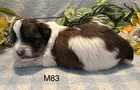 Buddy, a male Bichon Frise and Shih Tzu for sale in West Point, IA – 4 of 8