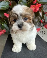 Nina, a female Maltipoo for sale in West Point, IA – 7 of 10
