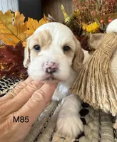 Kayce, a male Cockapoo for sale in West Point, IA – 2 of 8