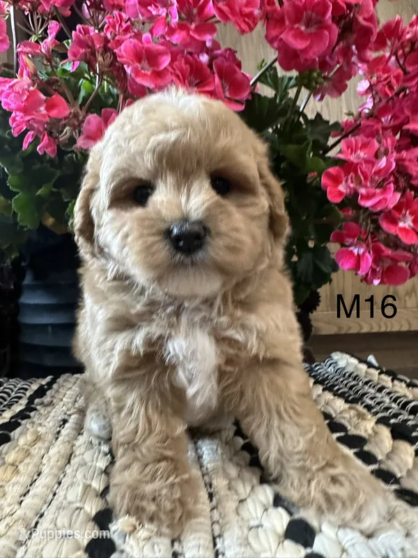 Toby – Maltipoo puppy for sale in West Point, IA