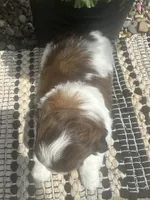 Buddy, a male Bichon Frise and Shih Tzu for sale in West Point, IA – 10 of 10