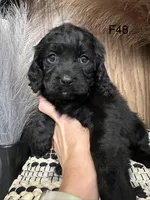 Nova, a female Cavapoo for sale in West Point, IA – Photo 8 of 10