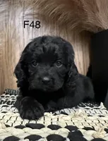 Nova, a female Cavapoo for sale in West Point, IA – Photo 1 of 10