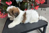 Nina, a female Maltipoo for sale in West Point, IA – 5 of 10