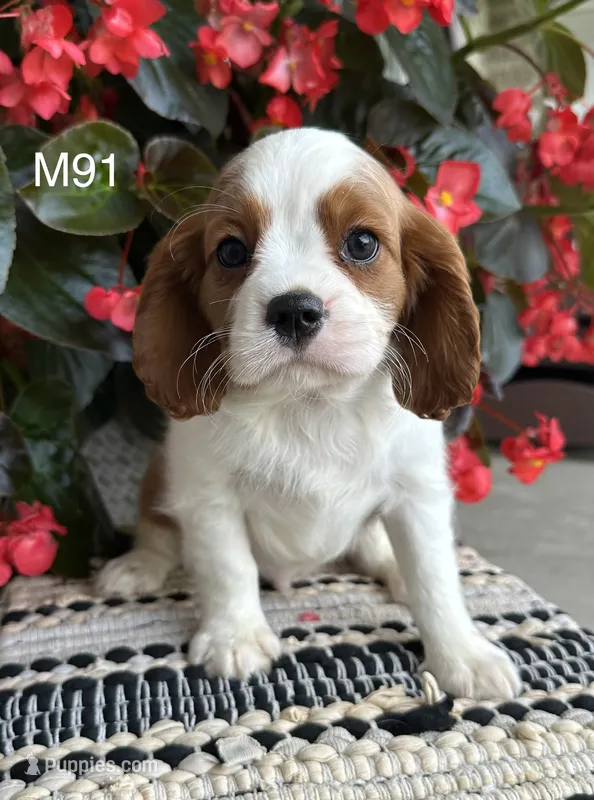 Cooper – Cavalier King Charles Spaniel puppy for sale in West Point, IA