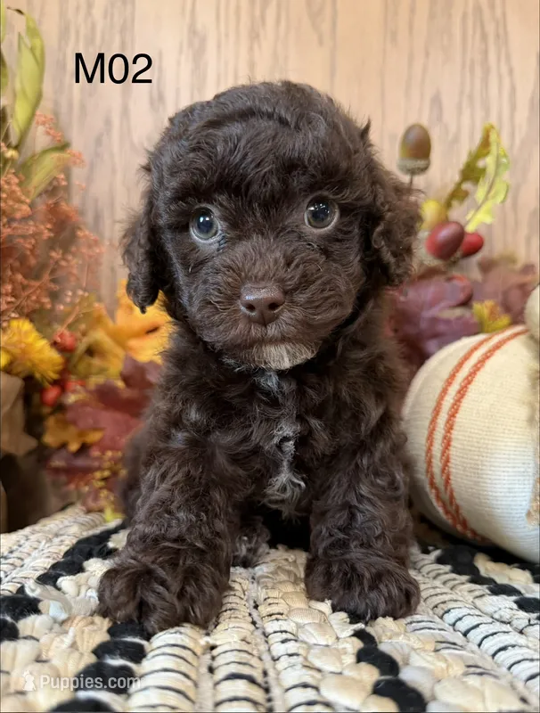 Winston  – Poodle - Miniature  puppy for sale in West Point, IA