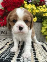 Daisy , a female Cavalier King Charles Spaniel for sale in West Point, IA – 4 of 9