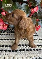 Zuke, a male Cavapoo for sale in West Point, IA – 10 of 10