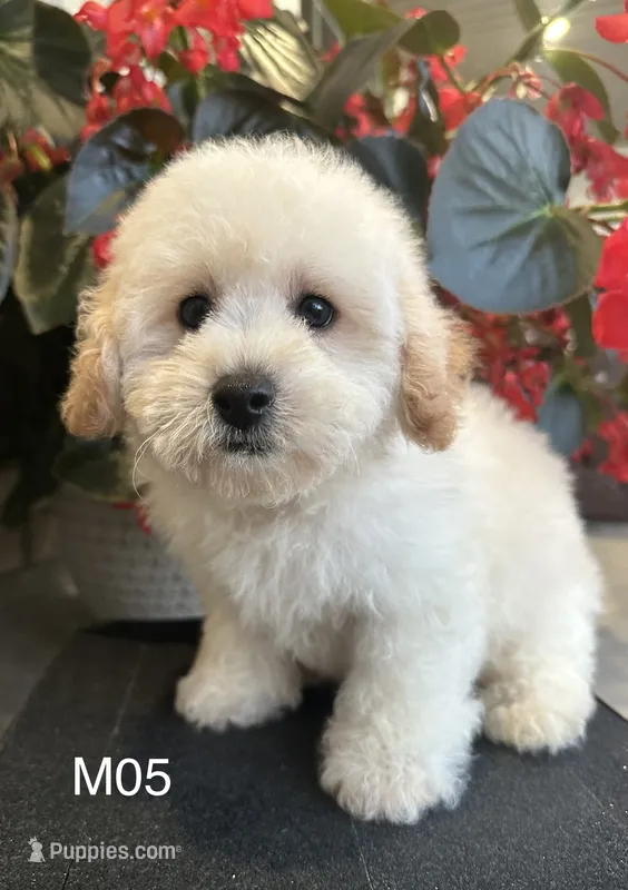 Hank – Maltipoo puppy for sale in West Point, IA