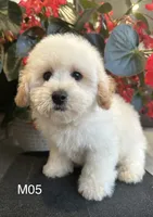 Hank, a male Maltipoo for sale in West Point, IA – 1 of 10