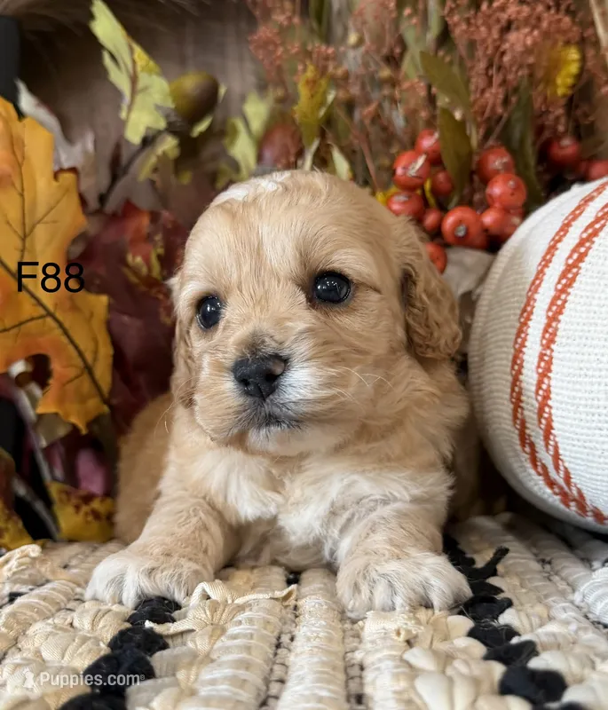 Maple – Cockapoo puppy for sale in West Point, IA
