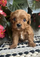 Zane , a male Cavapoo for sale in West Point, IA – 9 of 10