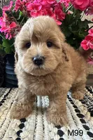Jack, a male Maltipoo for sale in West Point, IA – 10 of 10