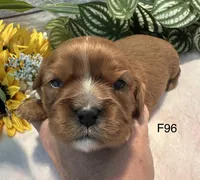 Ruby, a female Cavalier King Charles Spaniel for sale in West Point, IA – 7 of 8