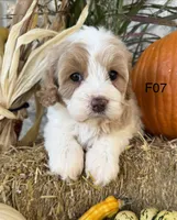 Gracie , a female Cockapoo for sale in West Point, IA – 8 of 10