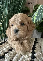Bella, a female Cavapoo for sale in West Point, IA – Photo 2 of 10