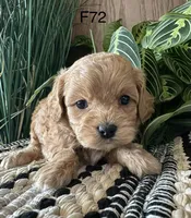 Bella, a female Cavapoo for sale in West Point, IA – Photo 8 of 10