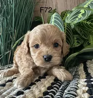 Bella, a female Cavapoo for sale in West Point, IA – Photo 7 of 10