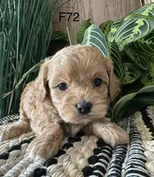 Bella, a female Cavapoo for sale in West Point, IA – Photo 9 of 10