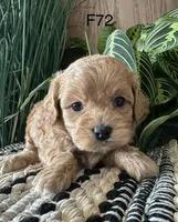 Bella, a female Cavapoo for sale in West Point, IA – Photo 5 of 10