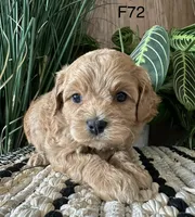 Bella, a female Cavapoo for sale in West Point, IA – Photo 6 of 10