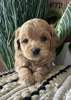 Bella, a female Cavapoo for sale in West Point, IA – Photo 1 of 10