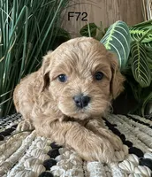 Bella, a female Cavapoo for sale in West Point, IA – Photo 10 of 10
