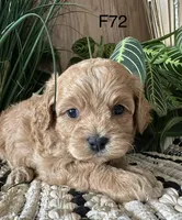 Bella, a female Cavapoo for sale in West Point, IA – Photo 3 of 10
