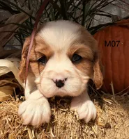 Cooper , a male Cavalier King Charles Spaniel for sale in West Point, IA – 8 of 10