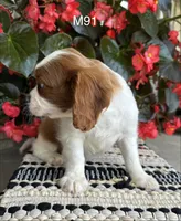 Cooper, a male Cavalier King Charles Spaniel for sale in West Point, IA – 10 of 10