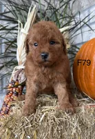 Molly, a female Poodle - Miniature  for sale in West Point, IA – 9 of 10