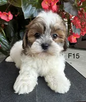 Nina, a female Maltipoo for sale in West Point, IA – 2 of 10