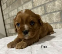 Lilly, a female Cavalier King Charles Spaniel for sale in West Point, IA – 4 of 10