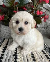 Molly , a female Maltipoo for sale in West Point, IA – 7 of 9