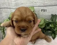 Lulu, a female Cavalier King Charles Spaniel for sale in West Point, IA – 2 of 6