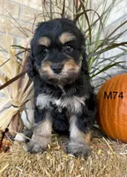 Duke, a male Cockapoo for sale in West Point, IA – 6 of 10